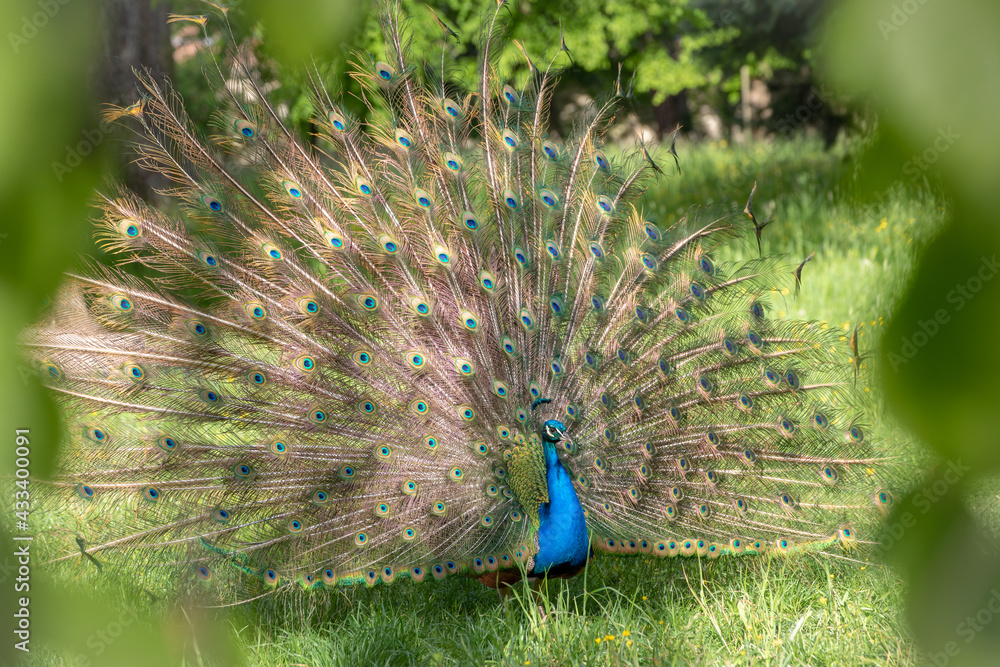 Male Peacock