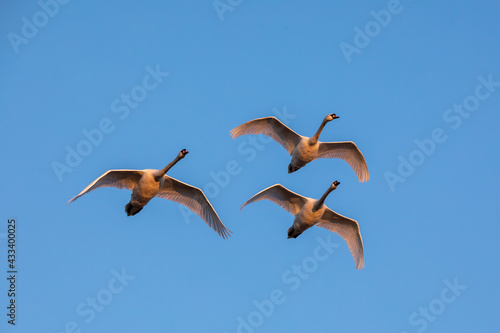 Obraz na płótnie Swan in flight w salonie