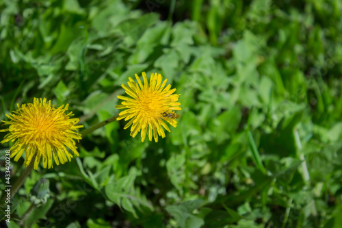 Dandelion flowers and fluff. A perennial plant of the Asteraceae family that grows on the roadside.