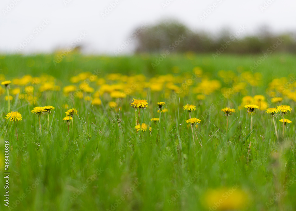 glade with blooming dandelions in green grass 3