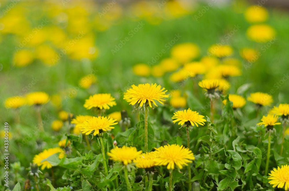 glade with blooming dandelions in green grass glade with blooming dandelions in green grass