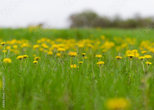 glade with blooming dandelions in green grass 3