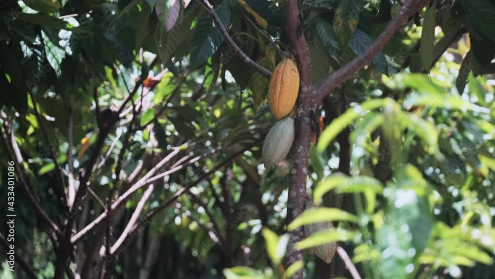 Seed pods growing on Cacao Tree in Hawaii. Light breeze blowing leaves. vídeo de Stock Adobe Stock