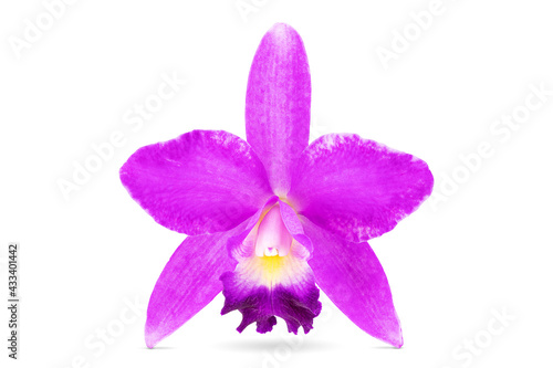 Fresh Thai pink orchid hybrid Cattleya isolated on white background with clipping path