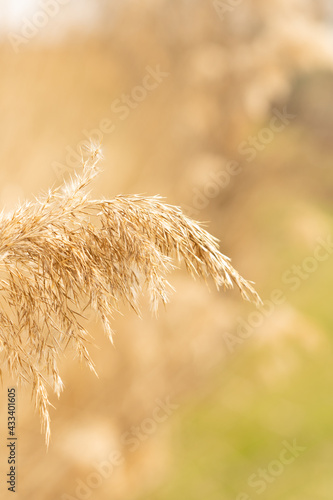grass in the wind