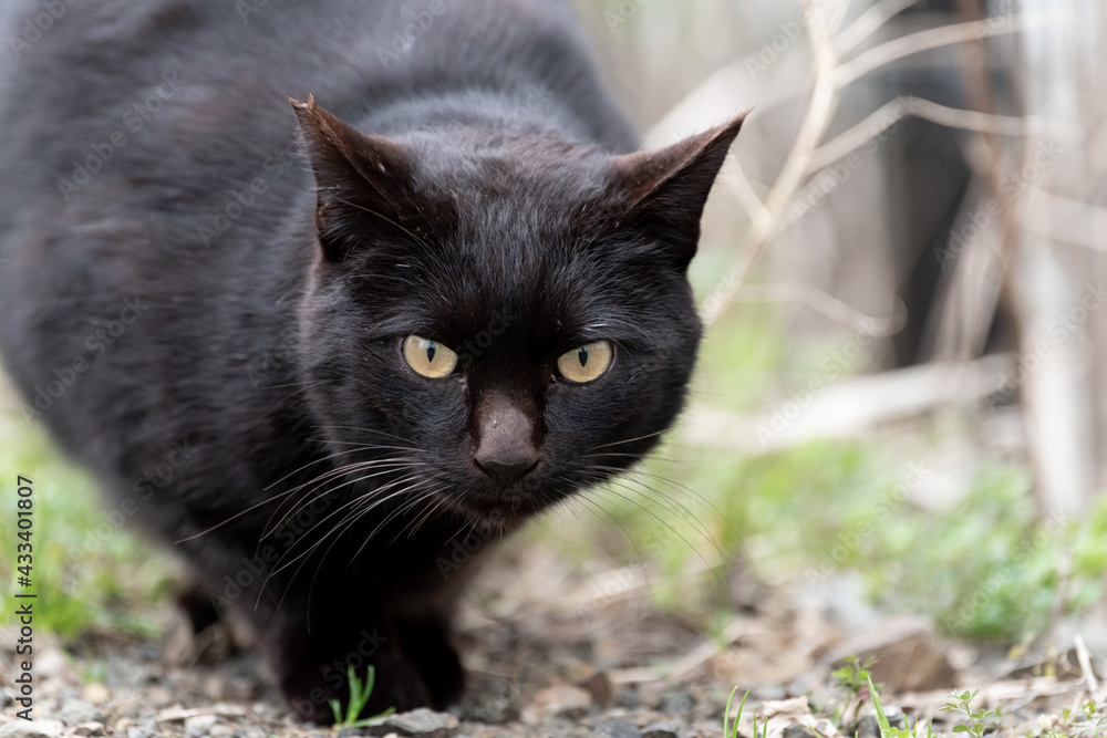 見つめる黒い猫