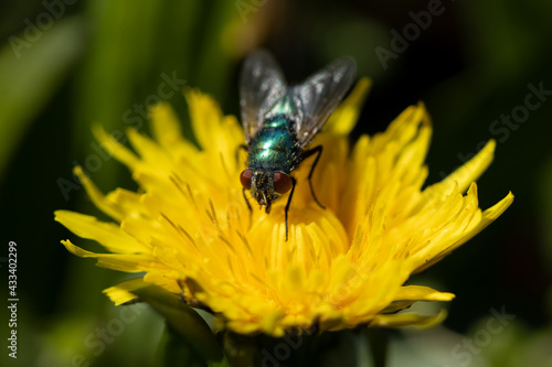 bee on yellow flower
