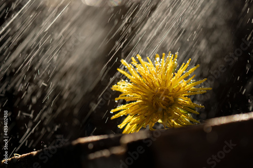 yellow flower in water