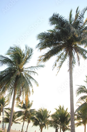 palm trees on the beach © Диана Коваленко