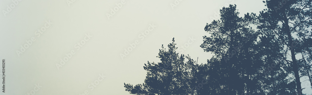 Obraz premium Silhouette of a pine forest and sky. Place for the text.