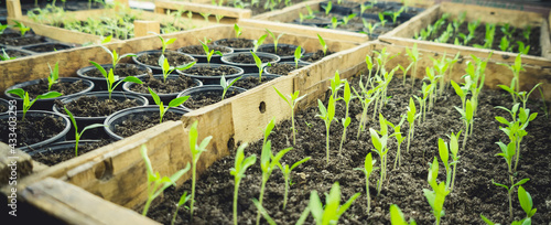 Growing seedlings in wooden and cardboard boxes under white LED lamps at home.
