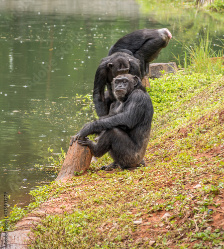chimpanzee © Arthit