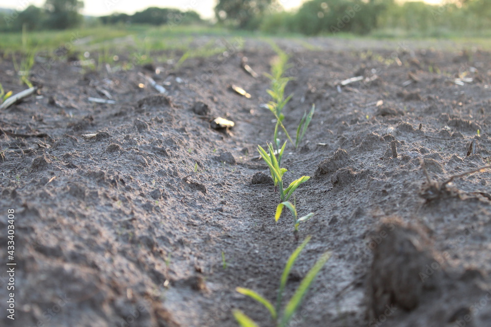 seedlings planting. The new life of the plant. agriculture. farming. It's a breeding. spring. New life seedlings planting. The new life of the plant. agriculture. farming. It's a breeding. spring. New life