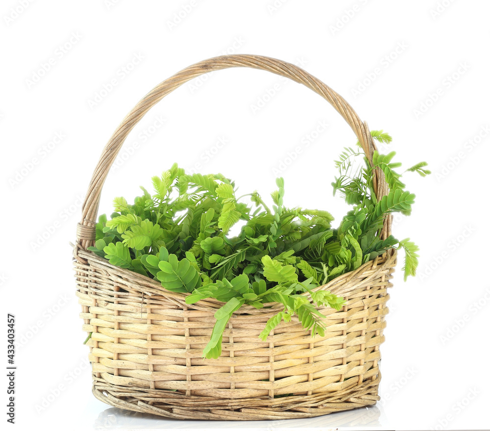 Fototapeta premium Basket of green tamarind leaves for Thai curry dish isolatedon white