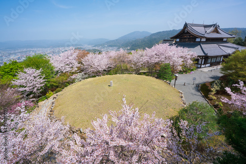 京都　将軍塚青龍殿の桜 photo