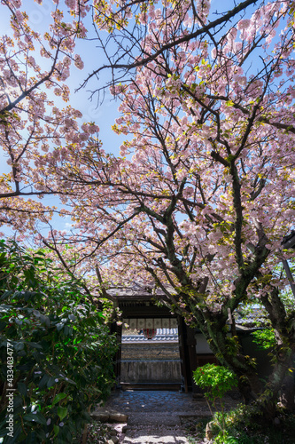 京都　雨宝院の桜 © Route16