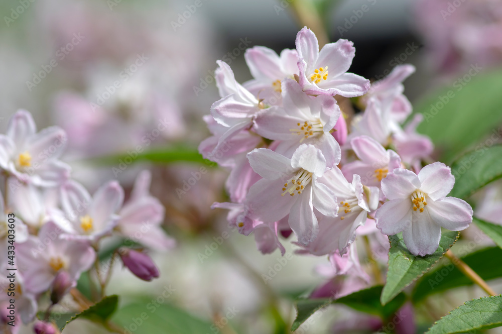 Deutzia gracilis romantic bright white flowering plant, bunch of amazing and beautiful slender flowers on shrub branches Deutzia gracilis romantic bright white flowering plant, bunch of amazing and beautiful slender flowers on shrub branches