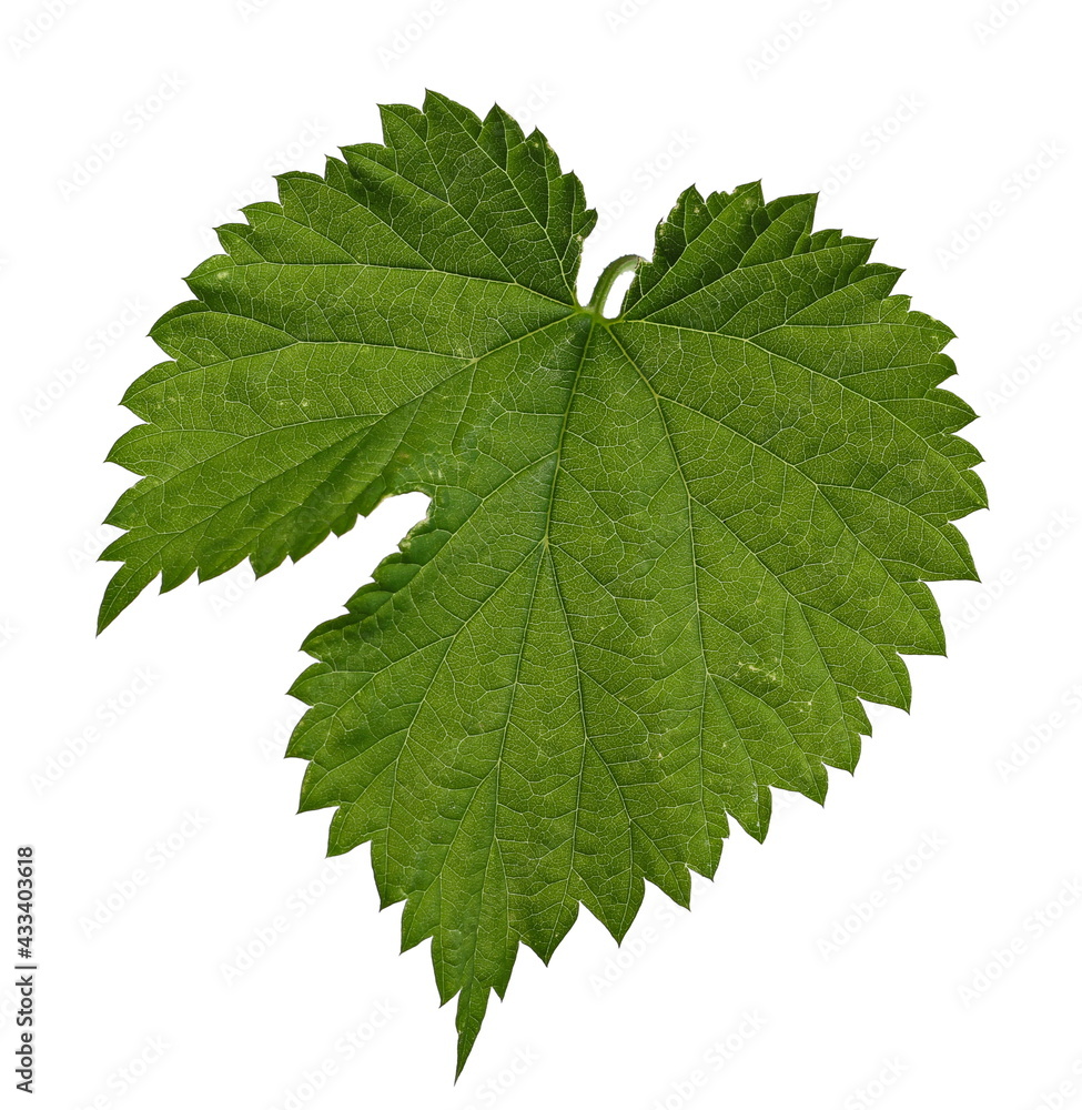 Wild blackberry leaf isolated on white background with clipping path Wild blackberry leaf isolated on white background with clipping path