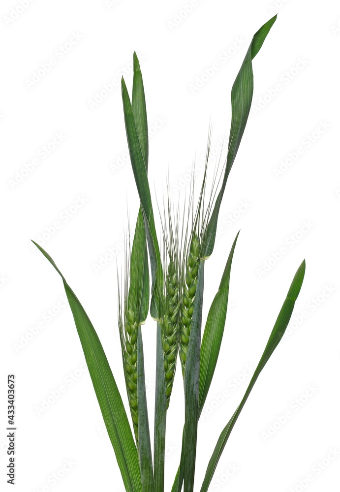 Obraz premium Green unripe young ears of wheat isolated on white background with clipping path