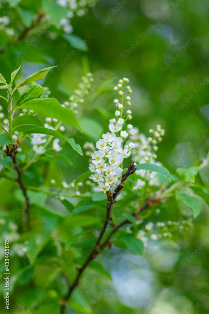 Prunus padus white flowering bird cherry hackberry tree, hagberry mayday tree in bloom, ornamental park flowers on branches Prunus padus white flowering bird cherry hackberry tree, hagberry mayday tree in bloom, ornamental park flowers on branches