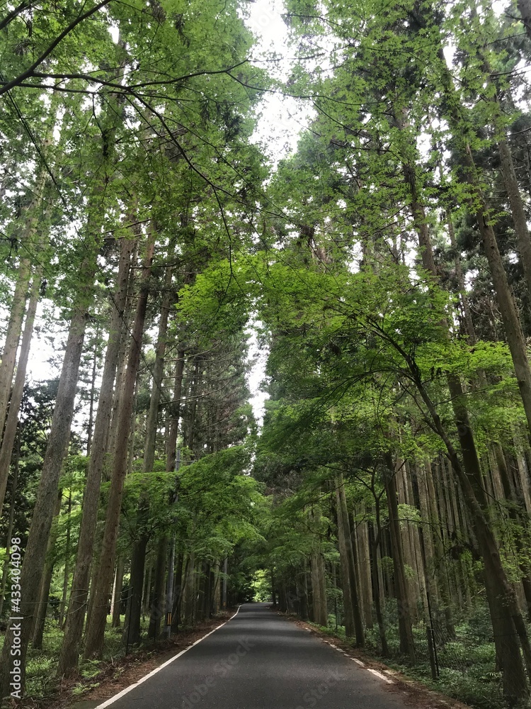 Fototapeta premium road in the forest