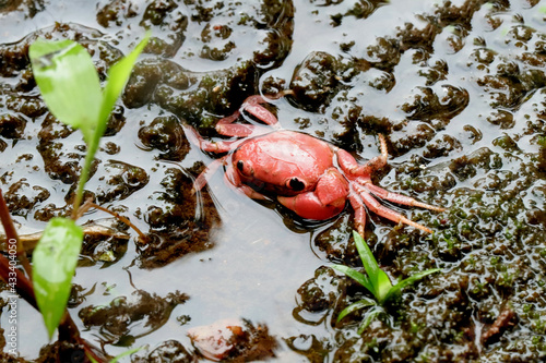 Freshwater Crab-Ghatiana botti, Sindhudurg, Maharashtra, India