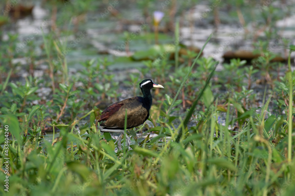 Bronze winged Jacana, Metopidius indicus, Rajarhat, Kolkata, West Bengal, India Bronze winged Jacana, Metopidius indicus, Rajarhat, Kolkata, West Bengal, India