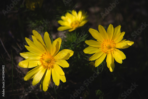 yellow flowers in the garden