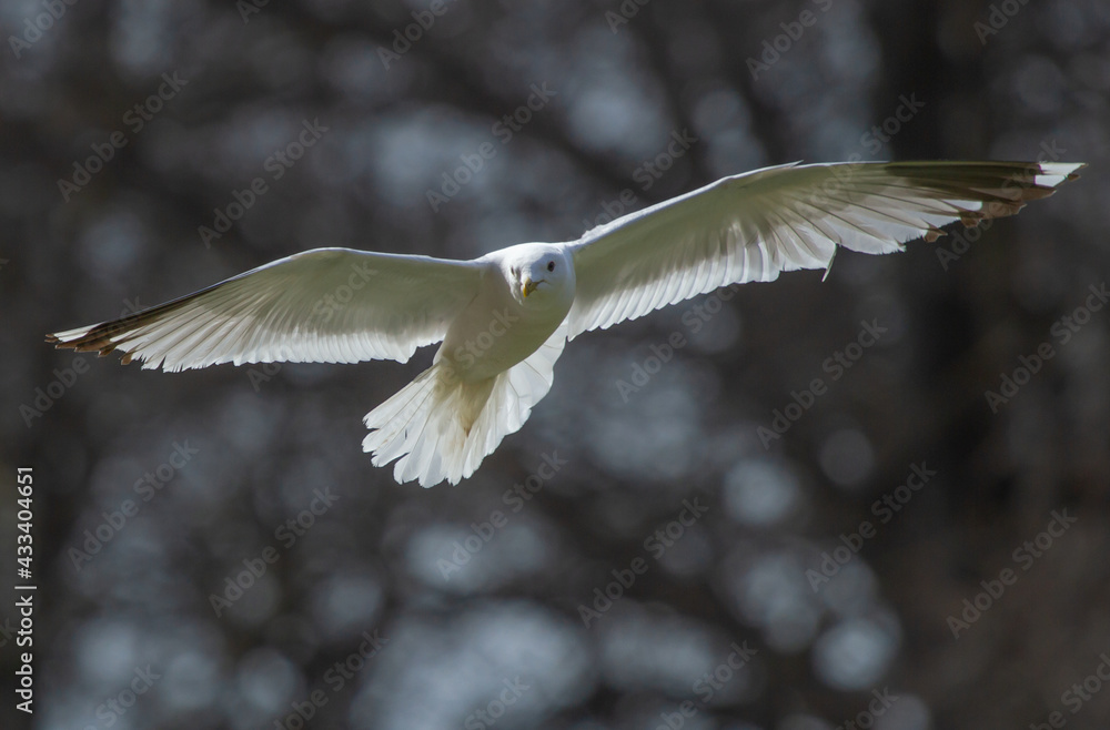 Common gull (Larus canus) in flight over pond Common gull (Larus canus) in flight over pond