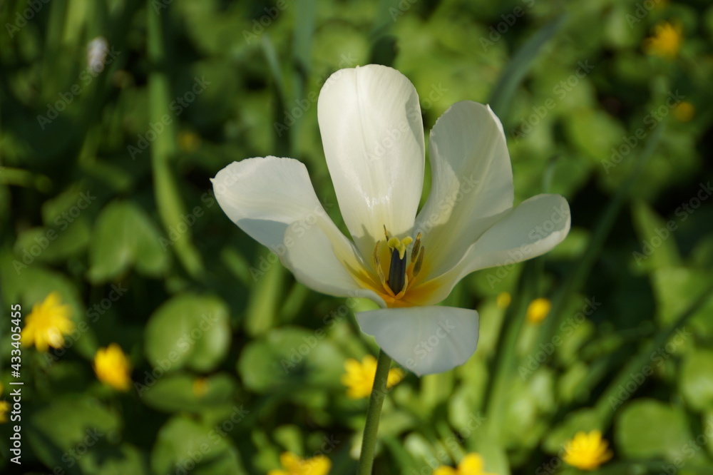 white flowers white flowers