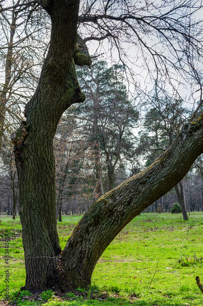 old oak tree