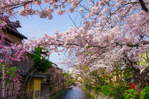 京都　祇園白川の桜 © Route16