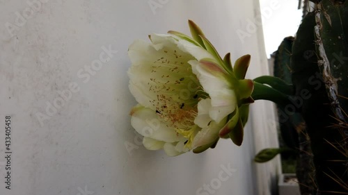 Time lapse of cactus  blooming