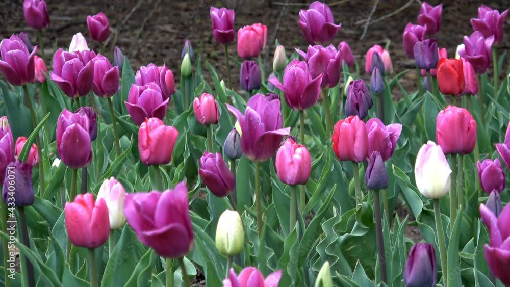 Showy and brightly colored tulips in spring Showy and brightly colored tulips in spring