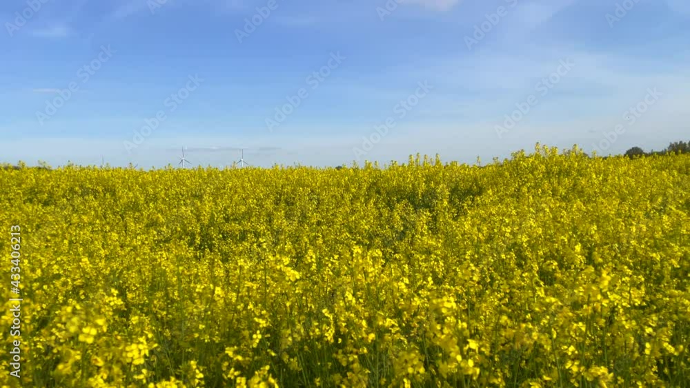 Slow panning shot showing yellow blooming oil seed canola field during sunny day and blue sky. Slow panning shot showing yellow blooming oil seed canola field during sunny day and blue sky.