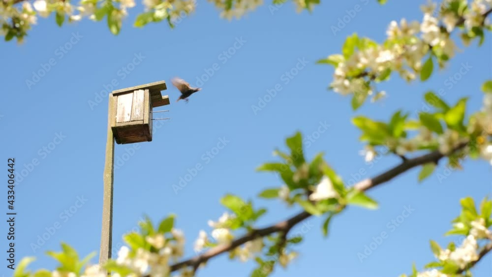 The starling returns to the nestling nest. A birdhouse in a blue sky in the rays of daylight between the branches of a plum blossom. Animal protection. The bird house is made by human hands. The starling returns to the nestling nest. A birdhouse in a blue sky in the rays of daylight between the branches of a plum blossom. Animal protection. The bird house is made by human hands.