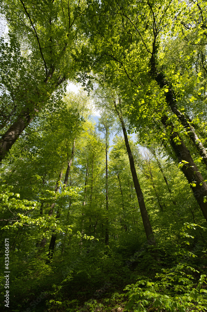 Obraz premium a view up into the trees direction sky