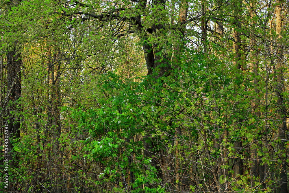 beautiful tall green trees in the forest. With a large branched crown. Sun at sunset. scenery. blue sky. park area. summer nature. Top background of tree branches. Environmental concept. beautiful tall green trees in the forest. With a large branched crown. Sun at sunset. scenery. blue sky. park area. summer nature. Top background of tree branches. Environmental concept.