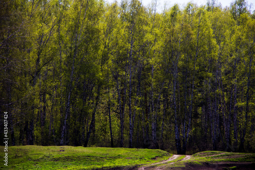 forest in the morning