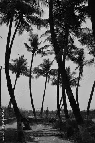 Beautiful coconut palm tree in sunny day background. Travel tropical summer beach holiday, black and white tone
