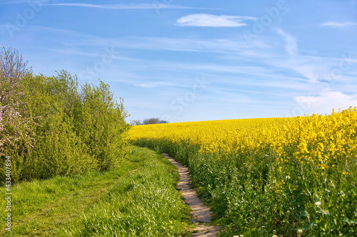 Fototapeta Naklejka Na Ścianę i Meble -  a hiking trail through rapeseed field and grass with blue sky