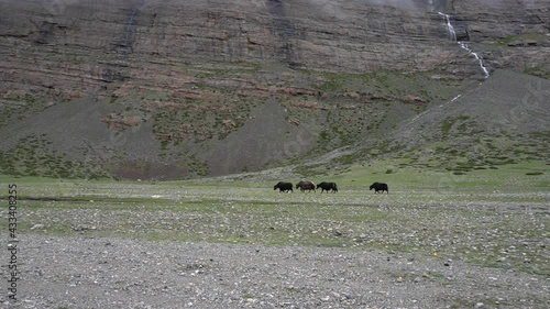 Black yaks walking in the himalayas mountains, Tibet, China photo