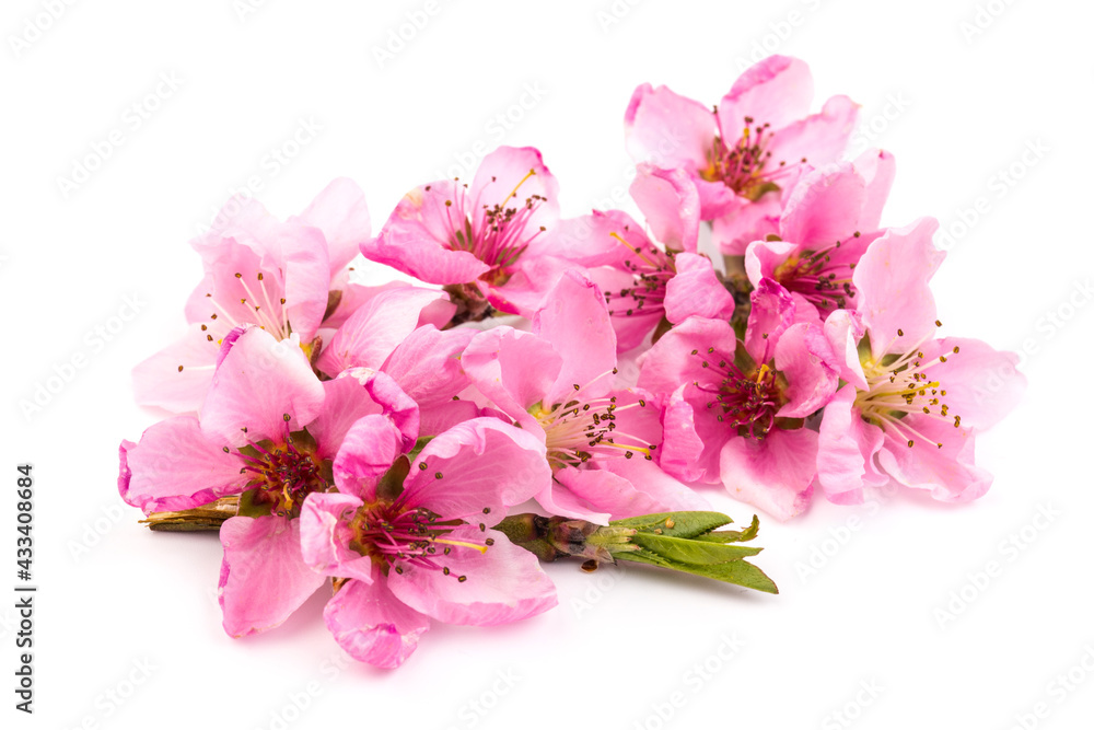 Naklejka premium Peach flowers, isolated on white background.