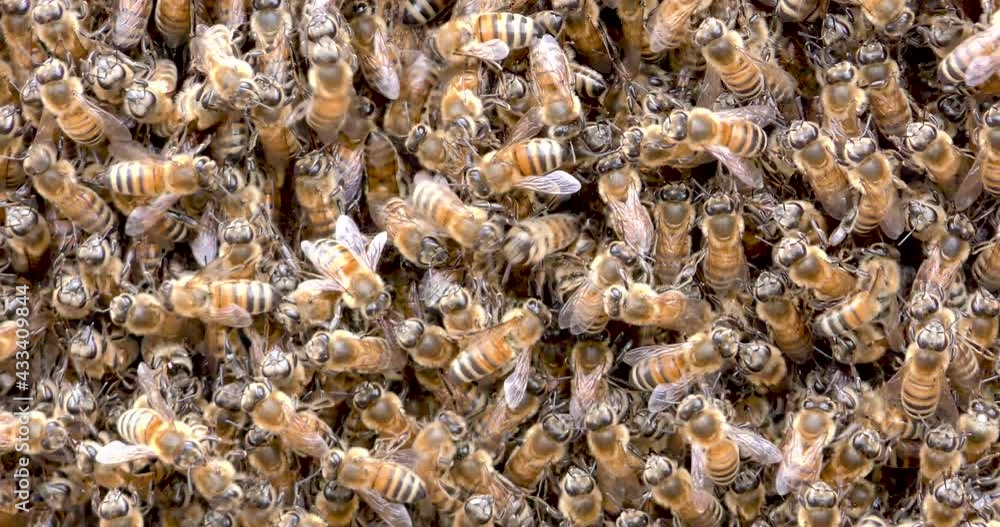 Natural bee hive in a wood barrell with lots of bees flying in and out. Natural bee hive in a wood barrell with lots of bees flying in and out.