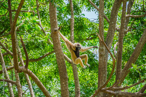 Fotografie gibbon on tree