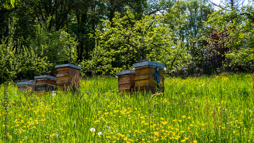Bee hives on the green meadow among dandelions and yellow buttercups.
