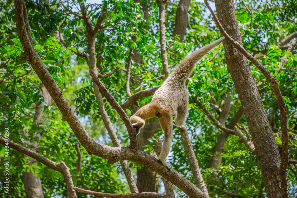 Obraz premium squirrel on tree