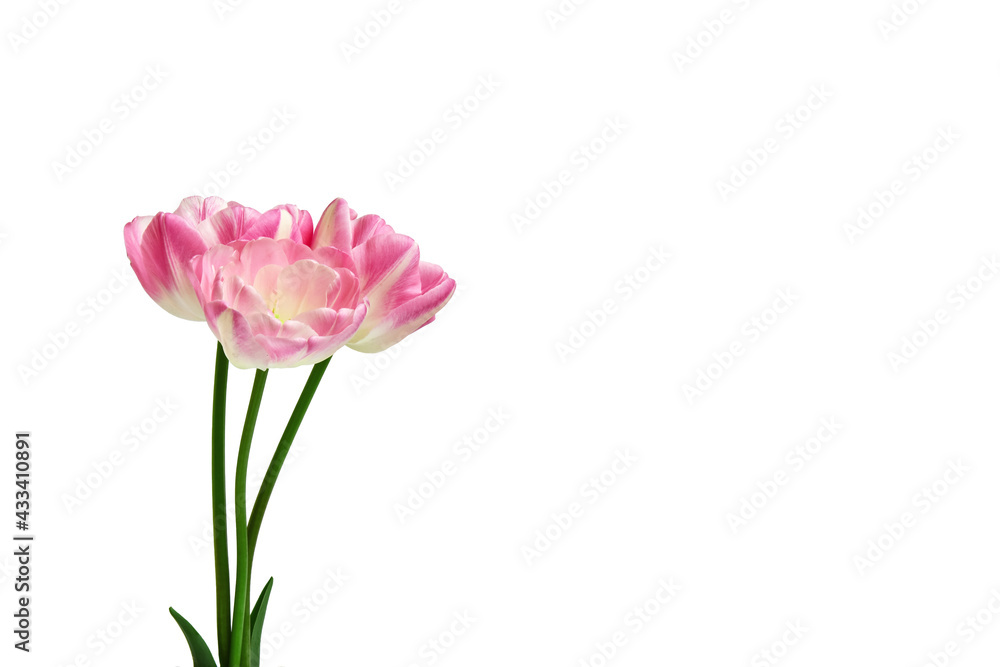 Bouquet of three pink tulips on a white background.  spring flowers. Elements for design