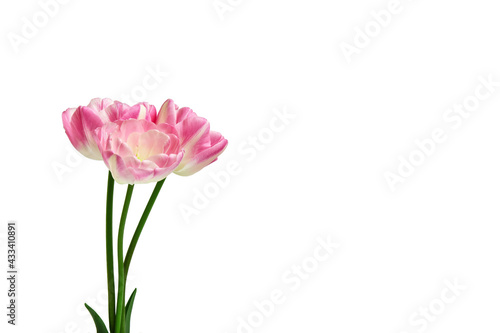 Bouquet of three pink tulips on a white background. spring flowers. Elements for design