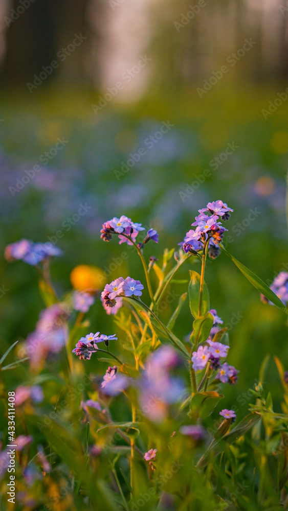 flowers meadow